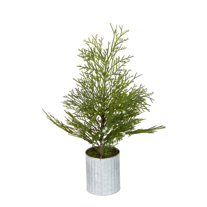 Potted Pine Tree in Tin Small