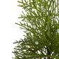 Potted Pine Tree in Tin Small