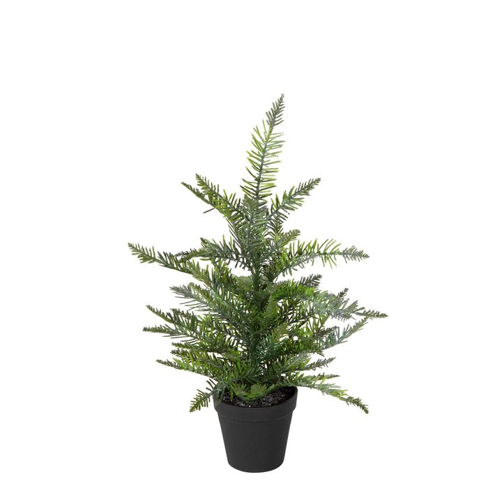 Heaton Forest Potted Pine Tree Small