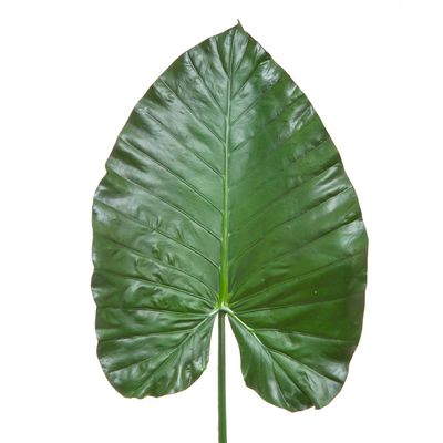 Heart Leaf 1.1m Green