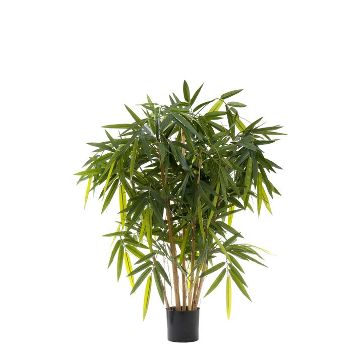 New Bamboo Tree 1m