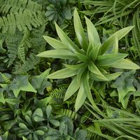 Variegated Foliage Wall UV Treated 1x1m