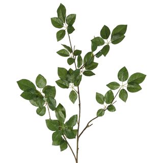 Leaf Scheffelera