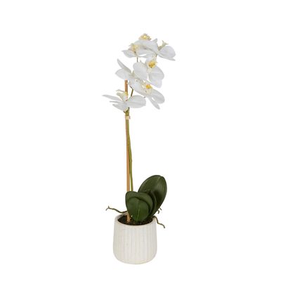 Orchid In Ceramic Pot 50cm White