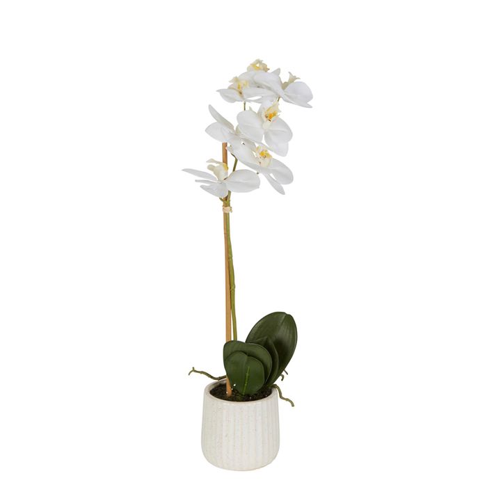 Orchid In Ceramic Pot 50cm White