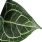 Anthurium Leaf Spray