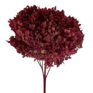 Hydrangea Preserved 25cm Stem  Berry