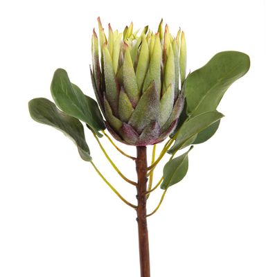 King Protea 60cm Green