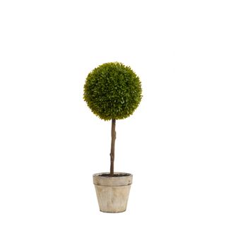 Boxwood Topiary 60cm