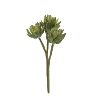 Agave Stem 20cm Green