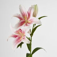 Lily Real Touch 90cm Pink