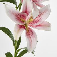 Lily Real Touch 90cm Pink