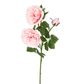 David Austin English Rose 55cm Pink
