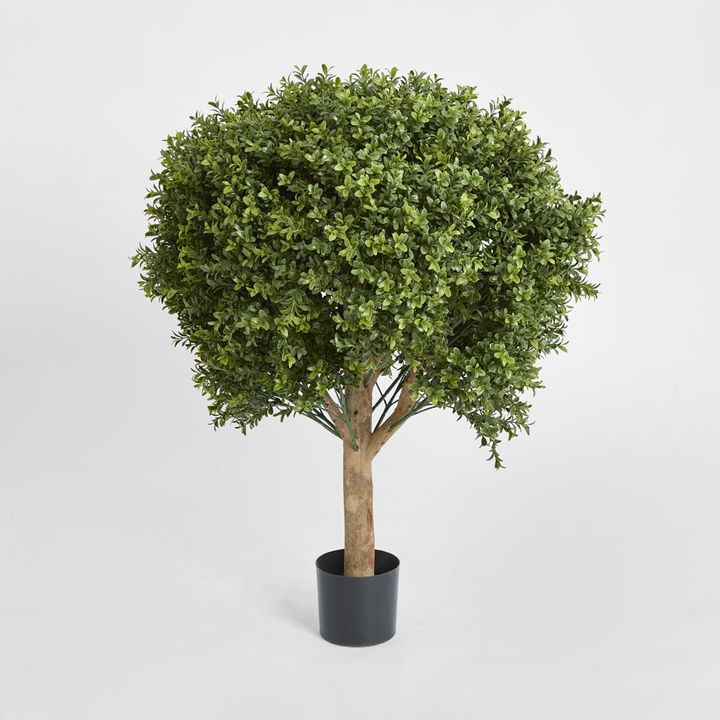 Boxwood Ball Tree 85cm