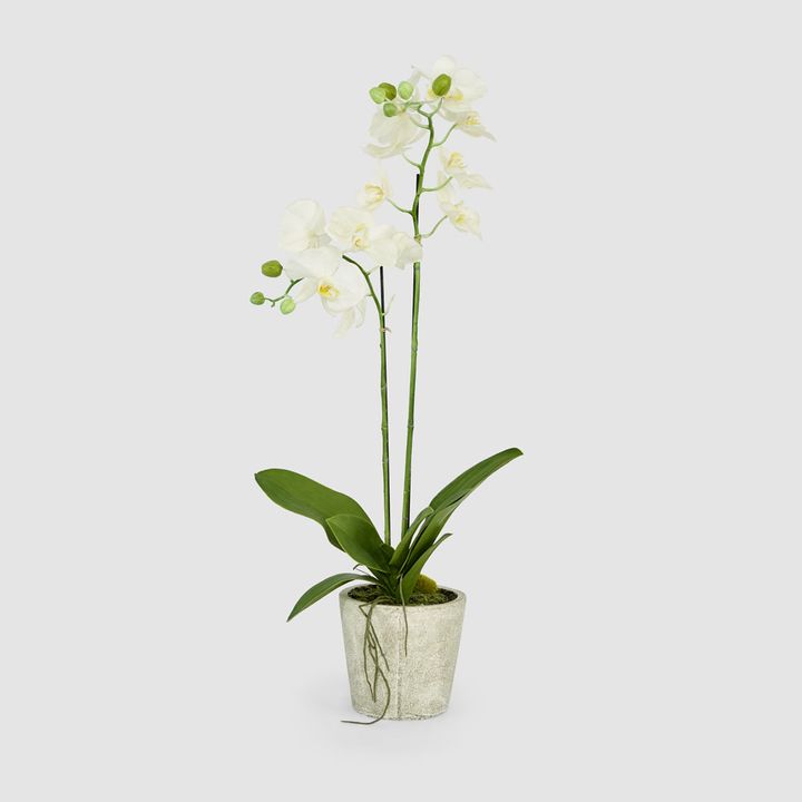 Orchid in Clay Pot 84cm White