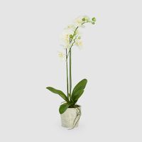 Orchid in Clay Pot 84cm White