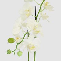 Orchid in Clay Pot 84cm White
