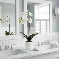 Orchid in Clay Pot 84cm White