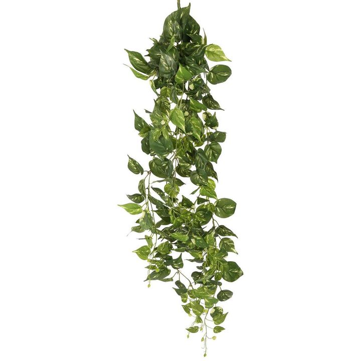 Pothos Hanging Bush 8 Branches