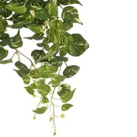 Pothos Hanging Bush 8 Branches