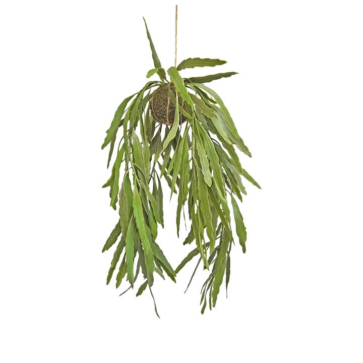 Hanging Rhipsalis