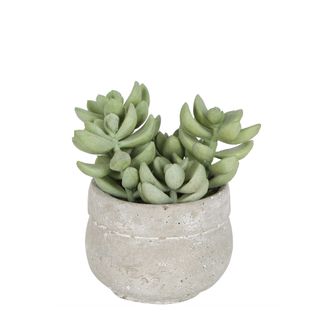 Succulent in Ceramic Grey Pot Green 12cm