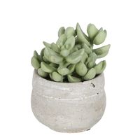 Succulent in Ceramic Grey Pot Green 12cm