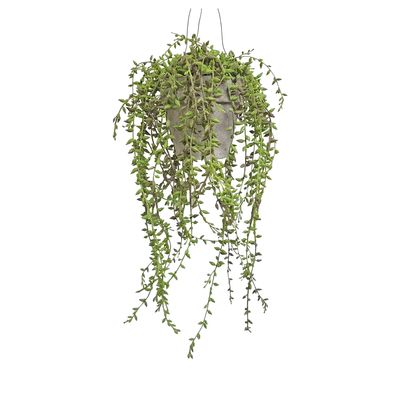 Hanging Potted Senecio