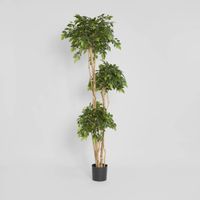 Ficus Tree 180cm