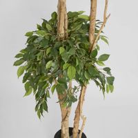 Ficus Tree 180cm