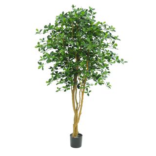 Oriental Olive Tree 155cm