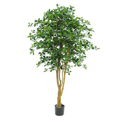 Oriental Olive Tree 155cm