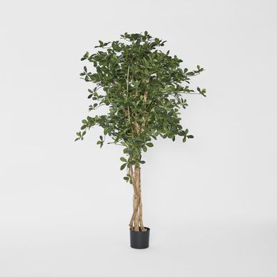 Oriental Olive Tree 155cm