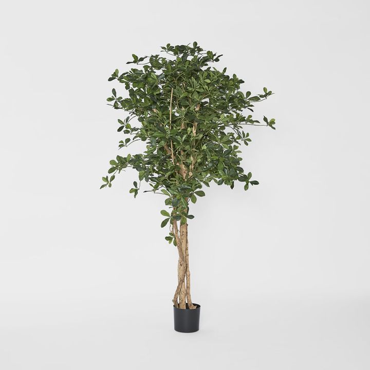 Oriental Olive Tree 155cm