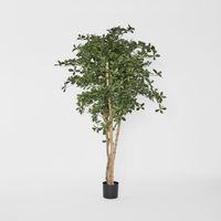 Oriental Olive Tree 155cm
