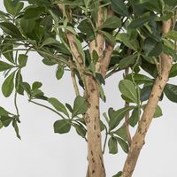 Oriental Olive Tree 155cm
