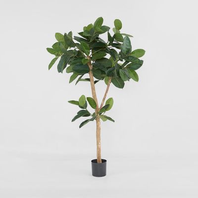 Rubber Tree 155cm
