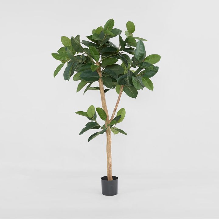 Rubber Tree 155cm