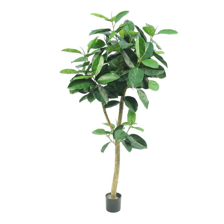 Rubber Tree 155cm