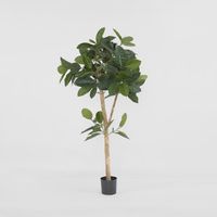 Rubber Tree 155cm