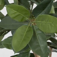 Rubber Tree 155cm