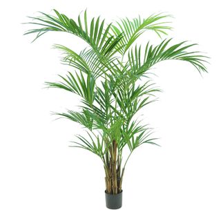 PRE-ORDER Kentia Palm Tree 210cm