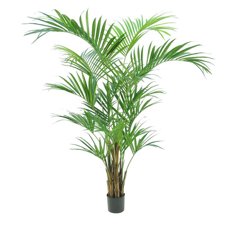 Kentia Palm Tree 210cm