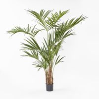 Kentia Palm Tree 210cm