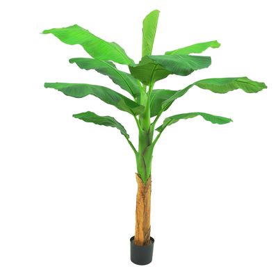 Royal Banana Tree 120cm