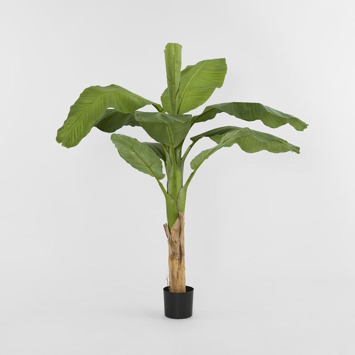 Royal Banana Tree 120cm