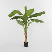 Royal Banana Tree 120cm