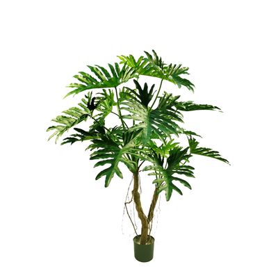 Philodendron Selloum Tree 140cm