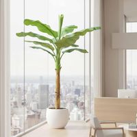 Royal Banana Tree 180cm