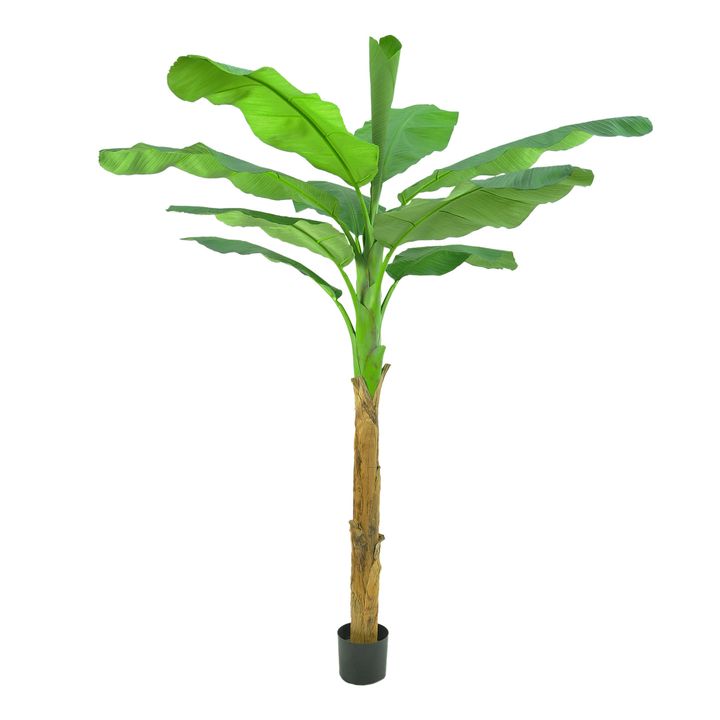 Royal Banana Tree 180cm